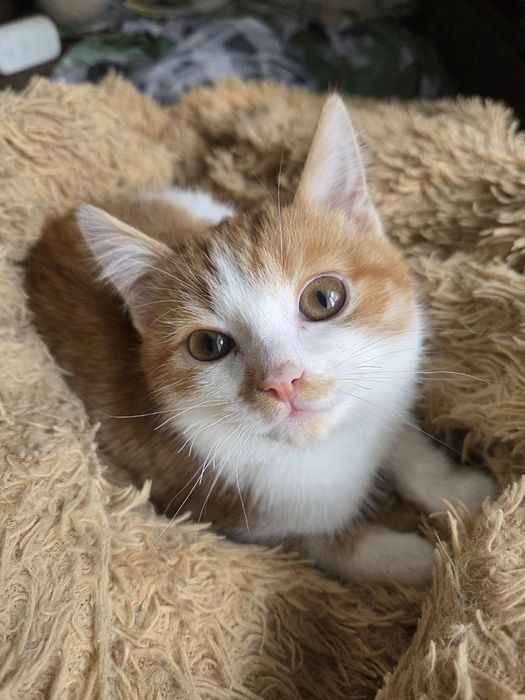 отдаю кота в добрые руки