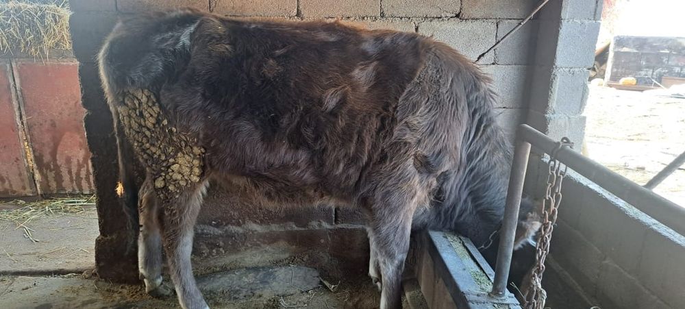 Продам телку алатауской породы