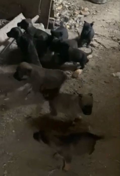 Ищем добрые ручки для щенят!!