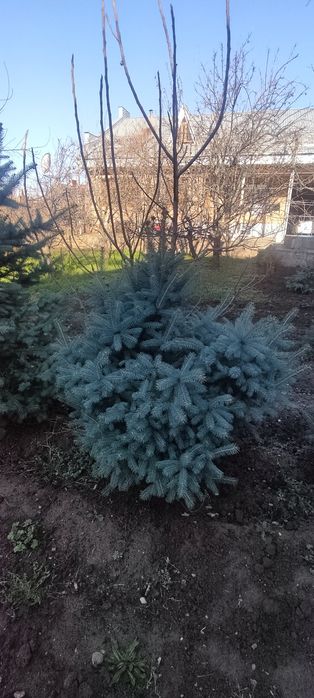 Prodayotsa goluboy yel