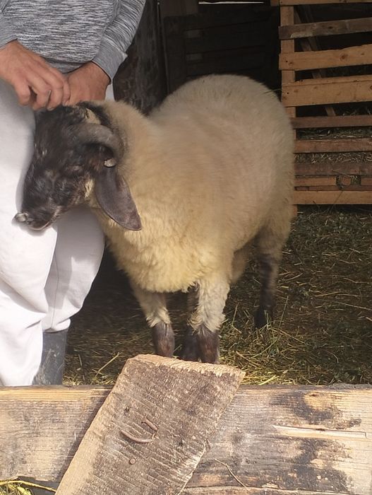 Vând mieluță și berbecuț de anul acesta