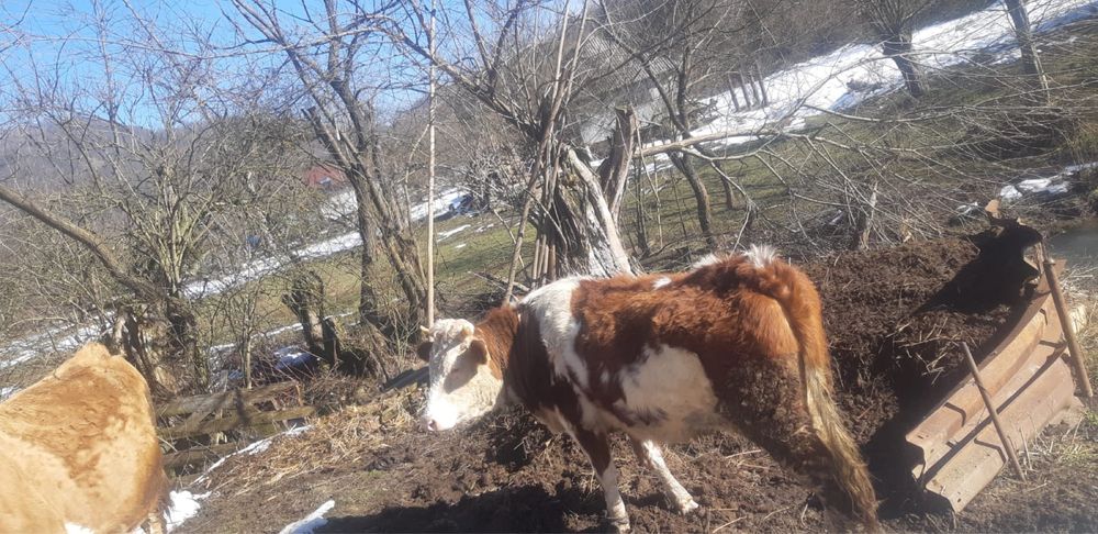 Vand juninca gestanta