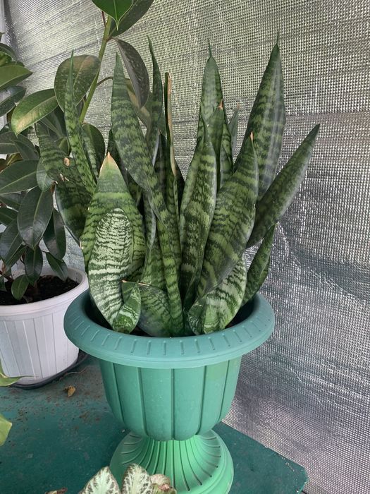 Комнатные растения