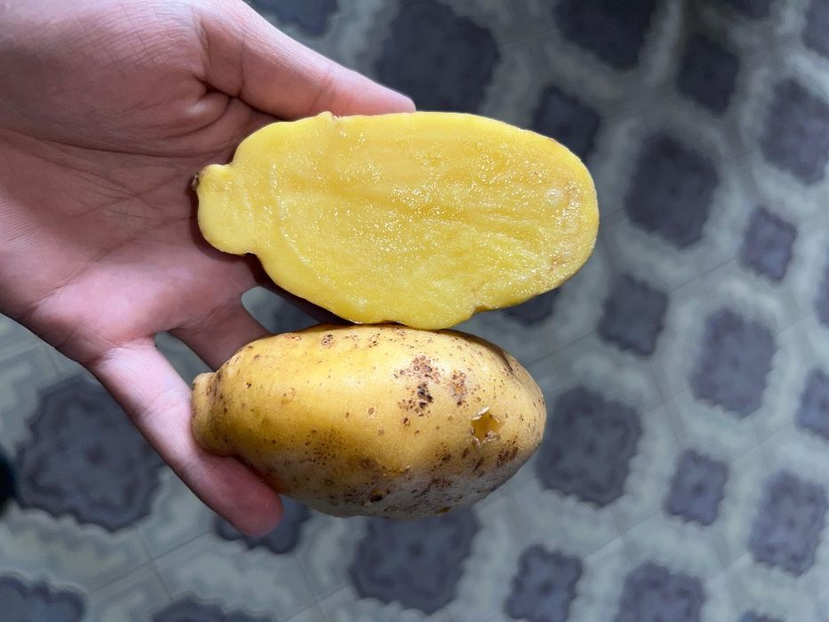 Семена картошки сорт Гала