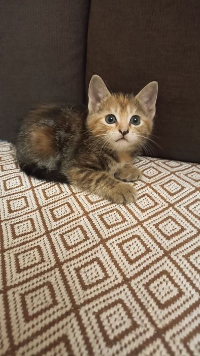 Продам милых котят 1 мес