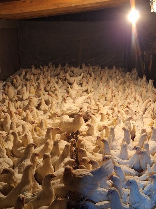 Продам курей несушки Коррал