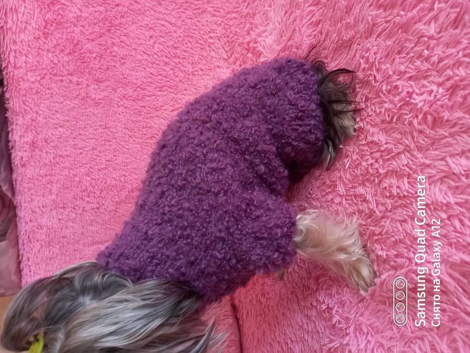 Одежда для собак