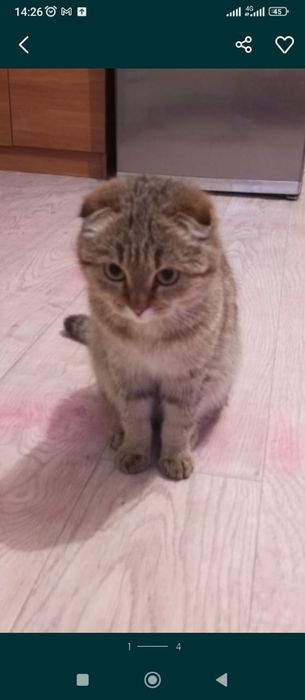 Продам веслоухого котёнка