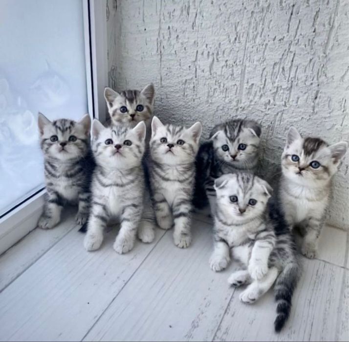 Шотландские котята скоттиш-страйты!