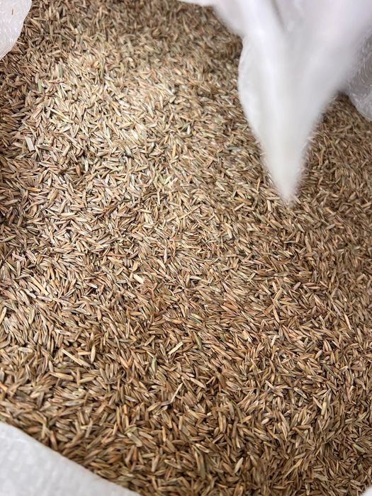 Samanta iarba (lolium) de vanzare,mustar,mazariche,trifoi,lucerna,etc