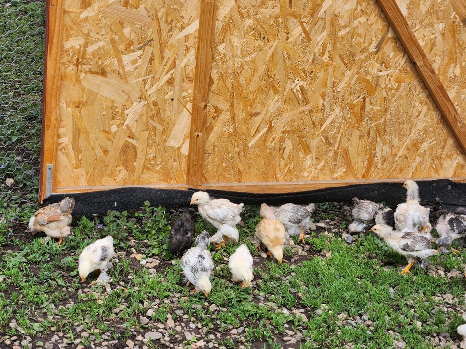 Pui Brahma de 5 săptămâni disponibili in Dumitra