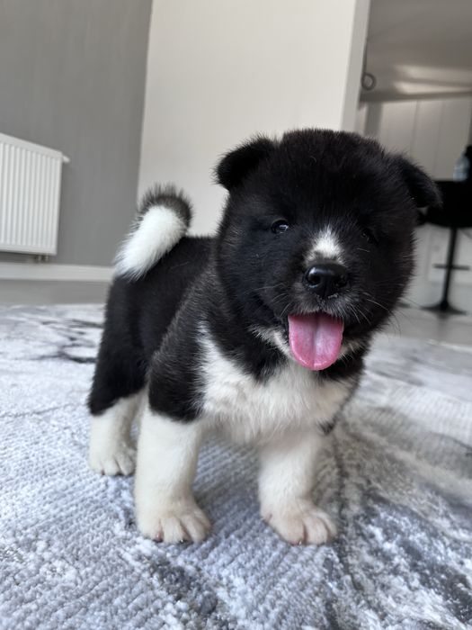 Akita american Mascul