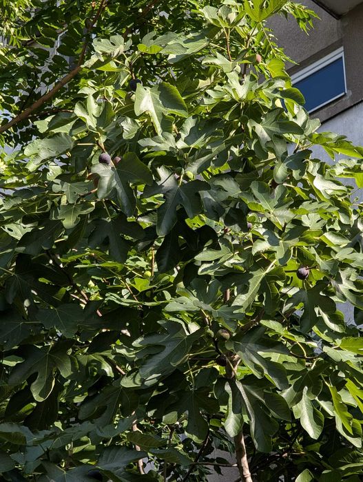 Smochin mov dulce - puiet viguros 1 an (40-125 cm) - rezistent la inghet