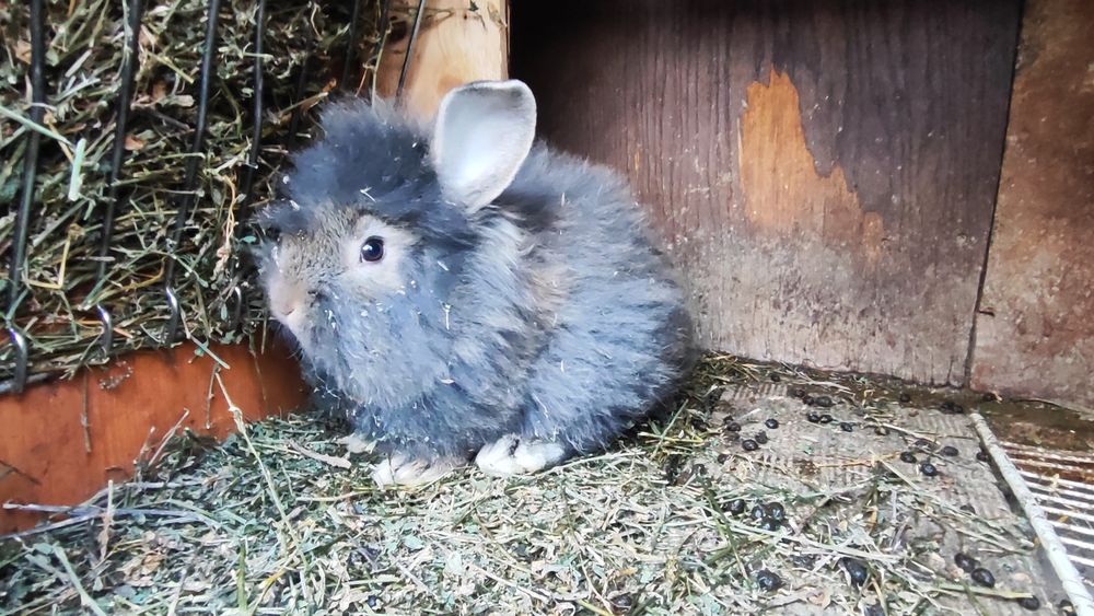Iepuri Angora, Cap de Leu & Belgian
