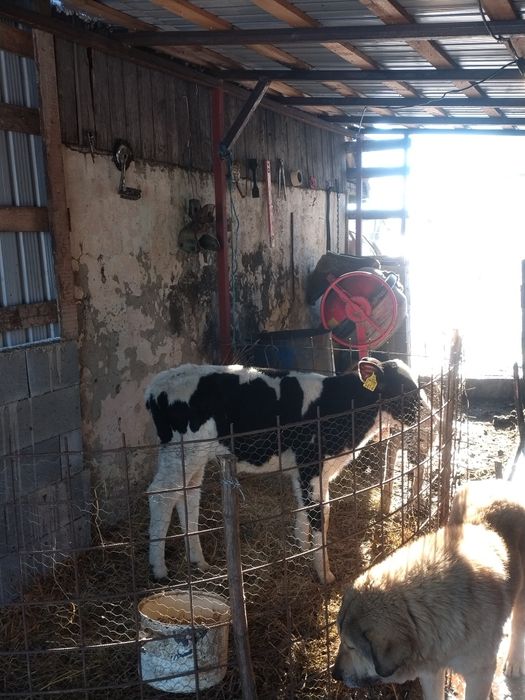 vând vițel de 8 9 săptămâni