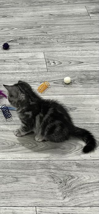 Продам котенка  Скотиш страйт