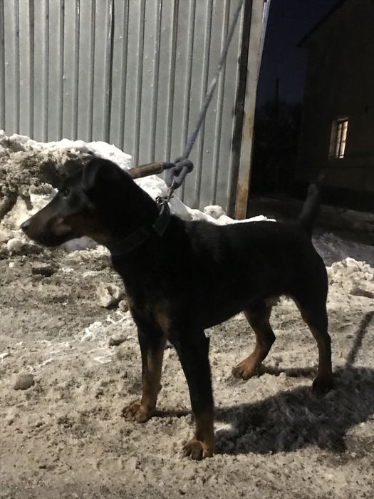 Продам ягдтерьер щенок