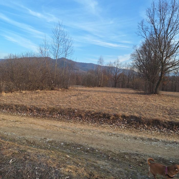 De vanzare teren extravilan in Șinca Nouă