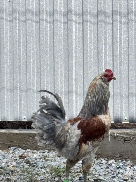 Амераукана қоразы сатылады