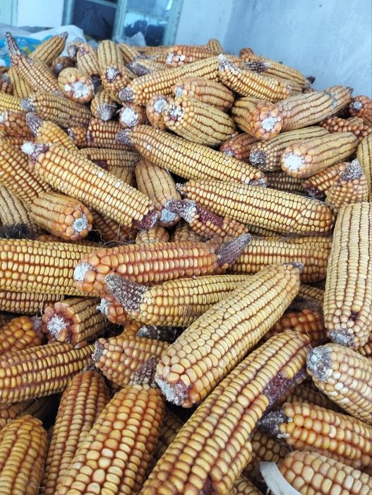 120 кунлик маккажухори