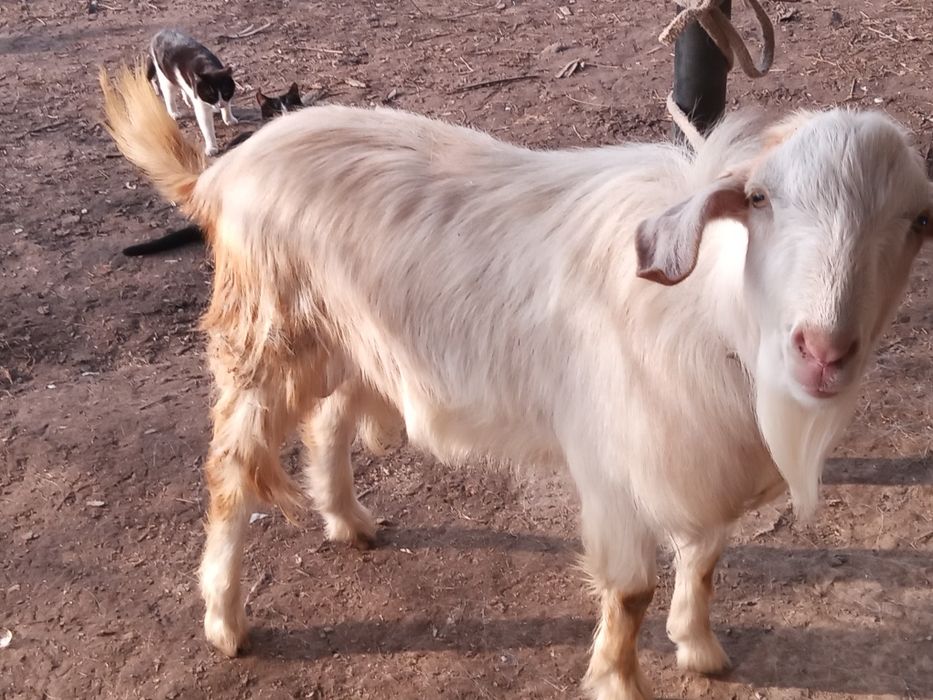 Продам Занненского Козла