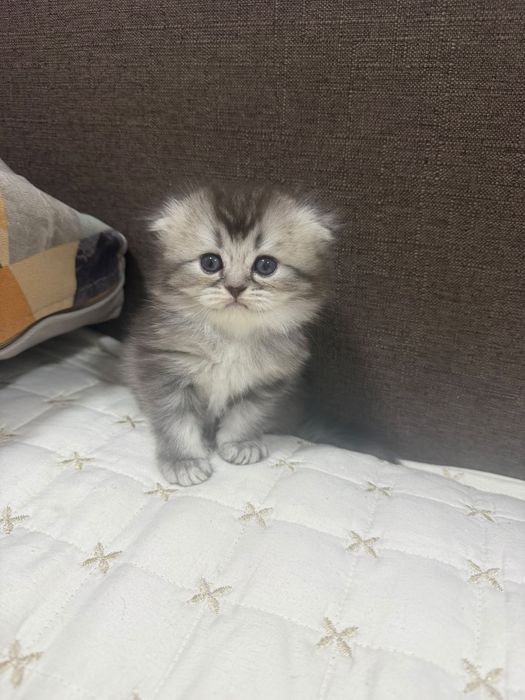 Шотландские шиншилы