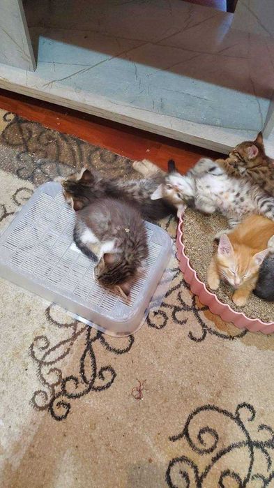 Котята ищут семьи!