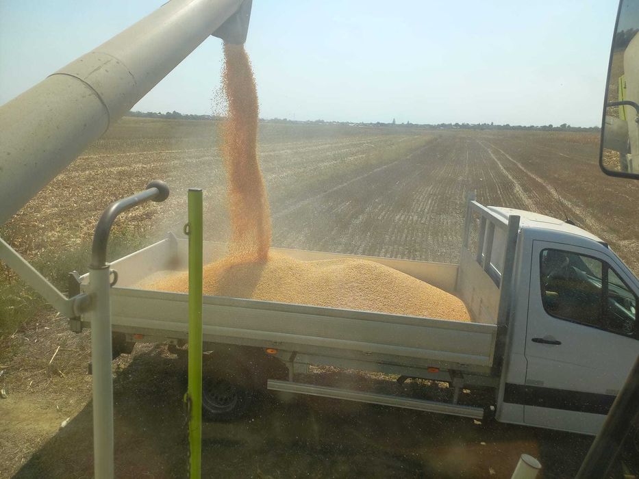 Porumb boabe, orz, grau, mazare, floare,  recolta 2025