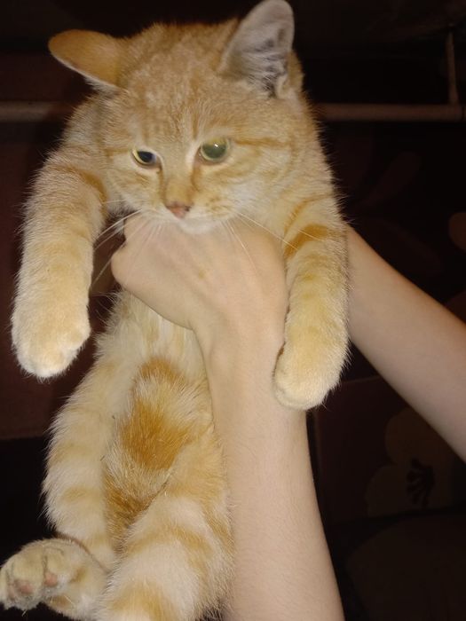 Отдадим в добрые руки