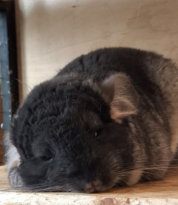 Шиншилла девочка