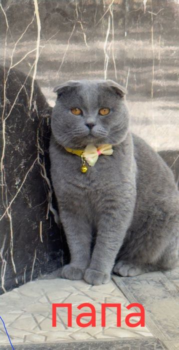 Готовиться к продаже котята