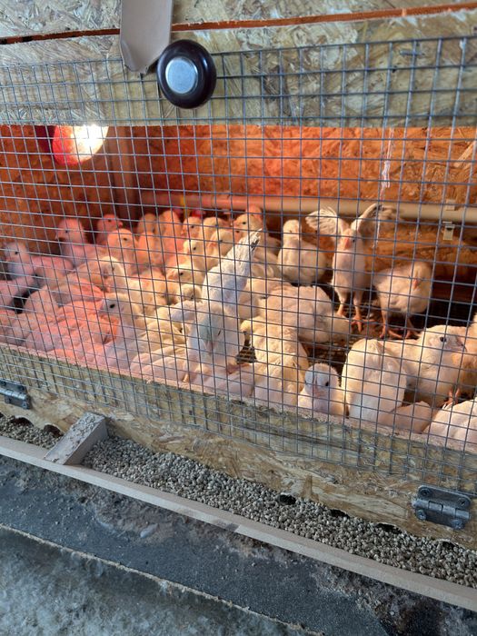 Адлер бір айға жақын балапандар