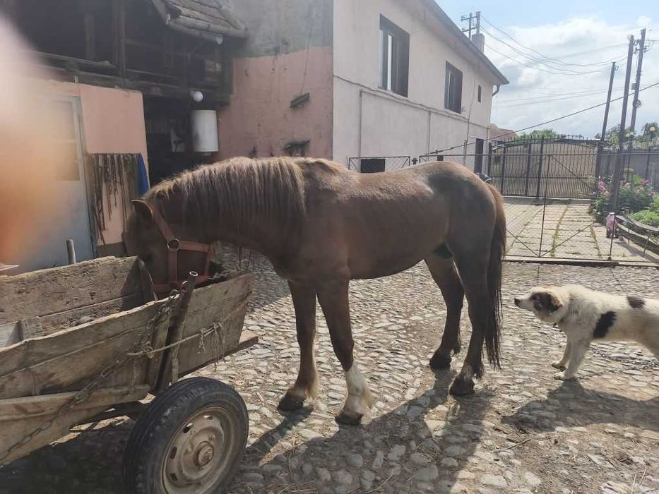 Vând armăsar de 3 ani