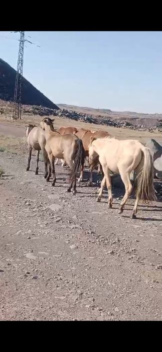 Тай тайлар сатылады