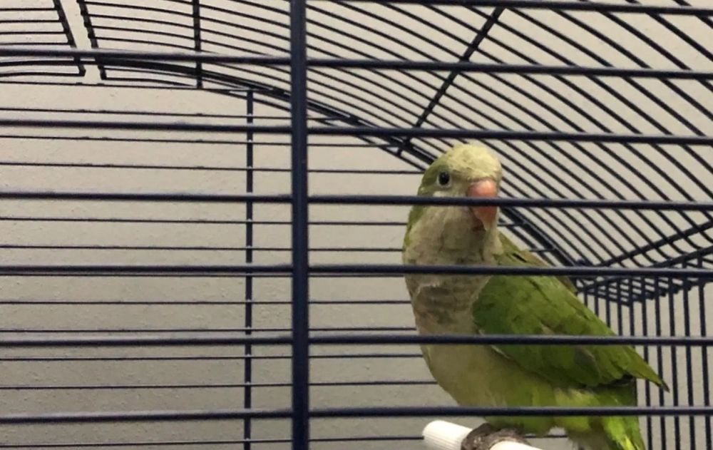 Femelă Papagal Călugăr (Quaker) Adultă - Ideală Reproducere
​Titlu: F