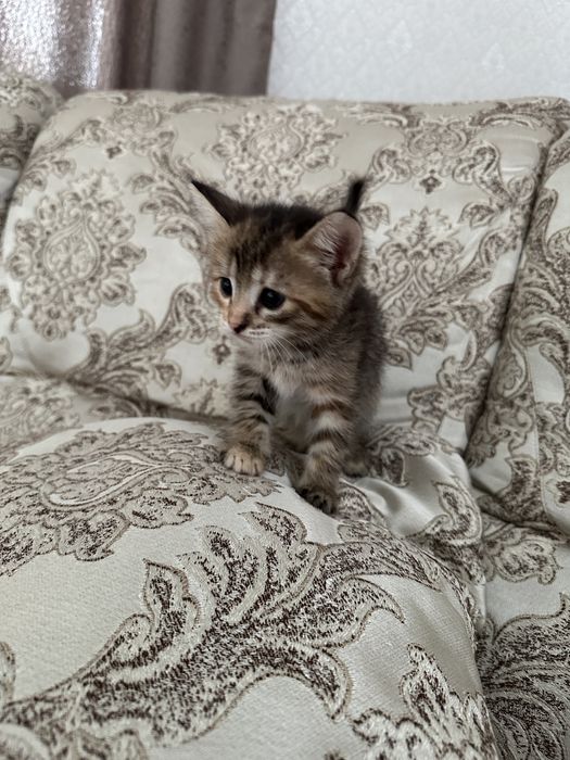 Отдам котенка бесплатно