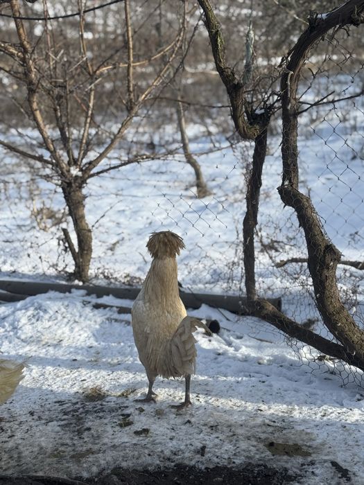 Cocosi paduana motata olandeza