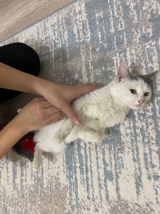 Оте акылды мысык