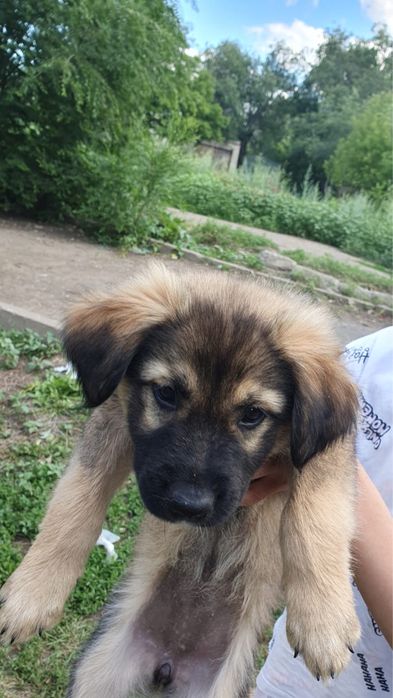 щенята в хорошие руки