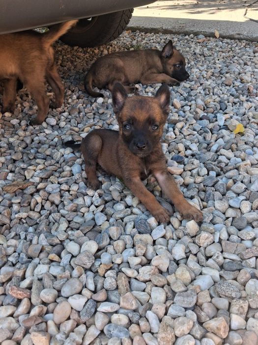 Câine ciobanesc belgian