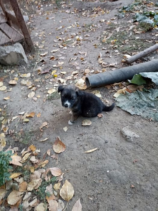 Отдадим кутят в добрые руки