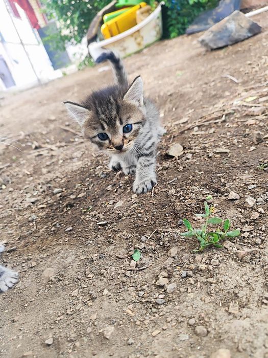 Котята бесплатно