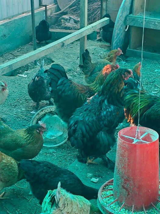 Брама петух модный