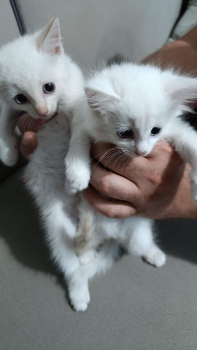 Отдам котят ( кошечек) в добрые руки