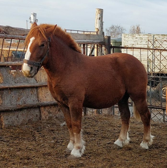 Продам  Советского тяжеловозова