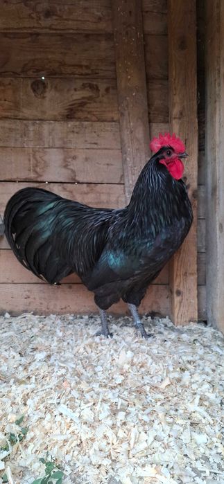 Cocoșii australorp negru