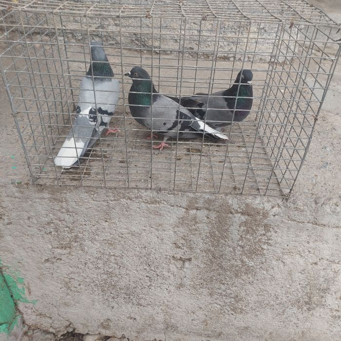 Сизи бабочки 3штук  20 мын