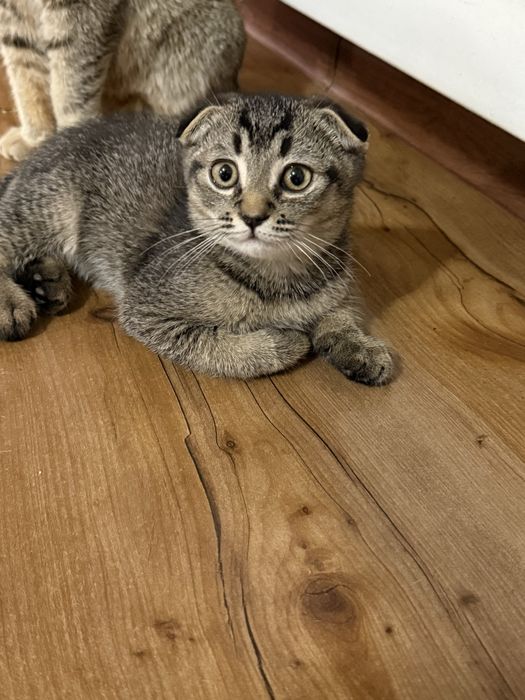 Кошка шотландская вислоухая мальчик