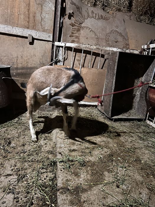 Нубин така сотилади