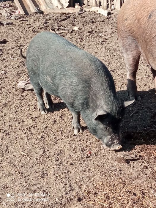 Два кабана Вьетнаме и Дюрок